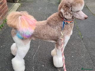 Standard Poodle dogs in Wirral - Advert 3