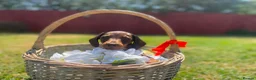 Miniature Dachshund dogs for sale: True miniature chocolate dachshunds  - Advert 12
