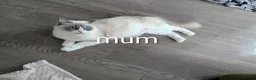 Ragdoll cats for sale: 3 beautiful Ragdoll kittens - Advert 2
