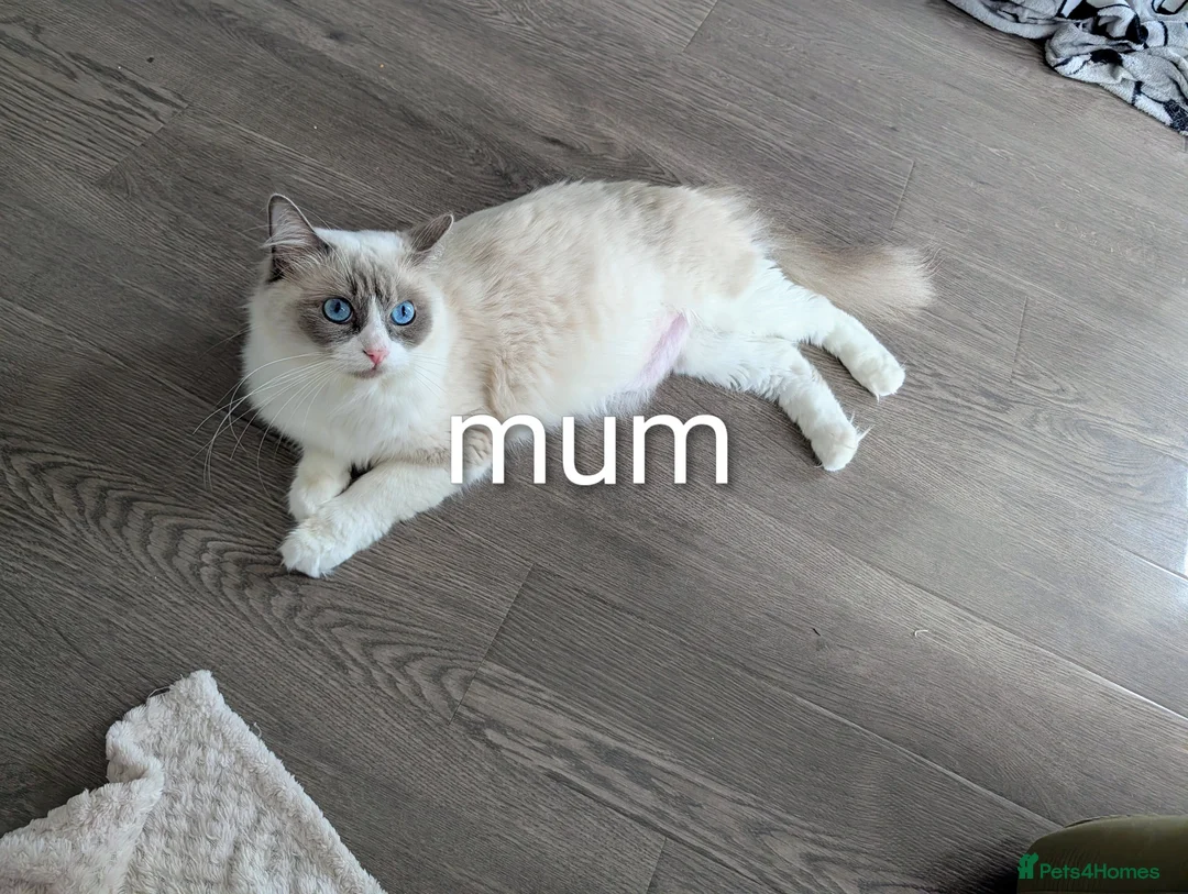 Ragdoll cats for sale: 3 beautiful Ragdoll kittens - Advert 2