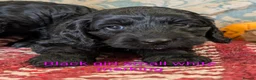 Cockapoo dogs for sale: Licensed breeder, health tested F1 cockapoos - Advert 15