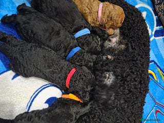 Cockapoo dogs 2 males 1 female cockapoo - Advert 1