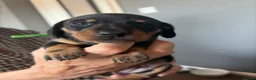 Miniature Dachshund dogs for sale: Miniature Dachshund for sale! - Advert 8