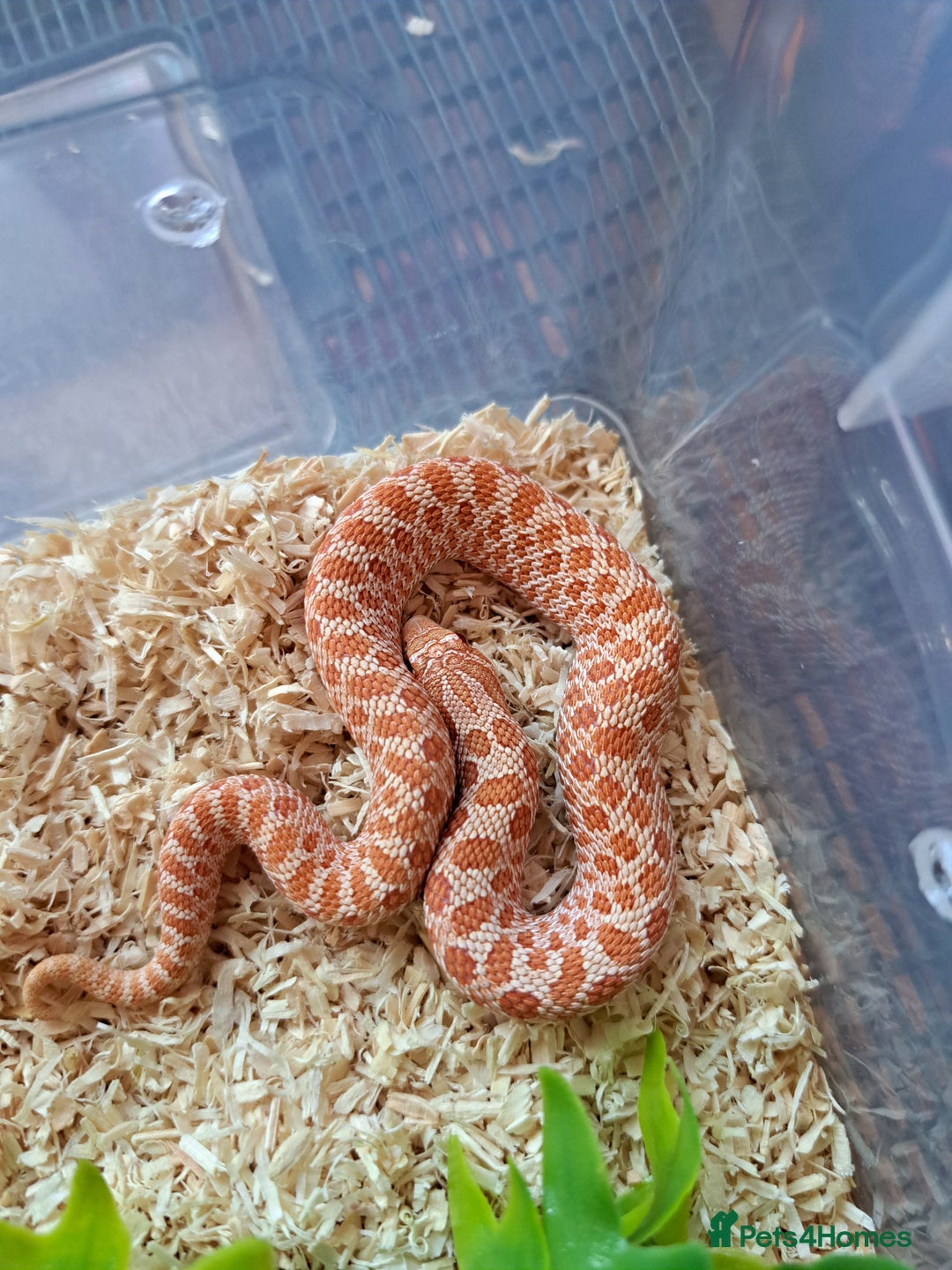 Snake reptiles for sale: Yearling western hognose albinos males and females - Advert 2