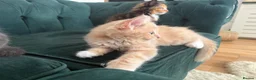 Ragdoll cats for sale: Ragdoll/ British mixed boy  in Lincoln - Advert 3