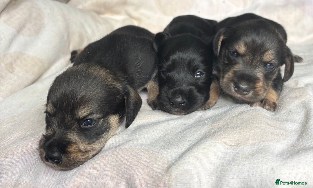 Mixed Breed dogs for sale: SCHNOXIES (MINI DAXI CROSS MINI SCHNAUZER) - Image 9