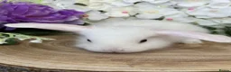 Mini Lop rabbits for sale: Mini Lop Bunnies - Advert 12