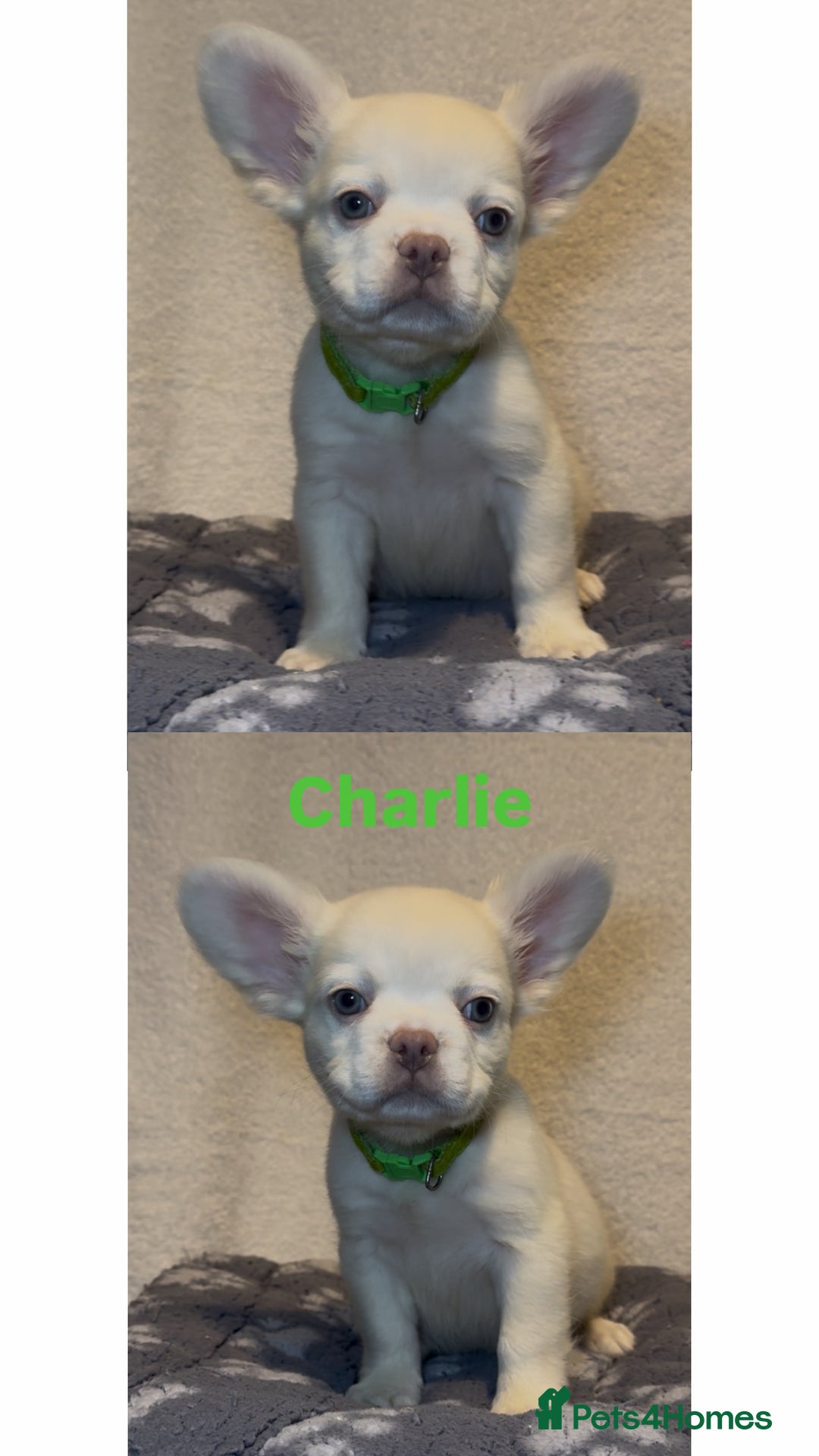 French Bulldog dogs for sale: REDUCED! Fluffy French Bulldog Puppies  - Advert 26