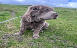 Shar Pei dogs for stud: Yogi for Stud  - Image 3