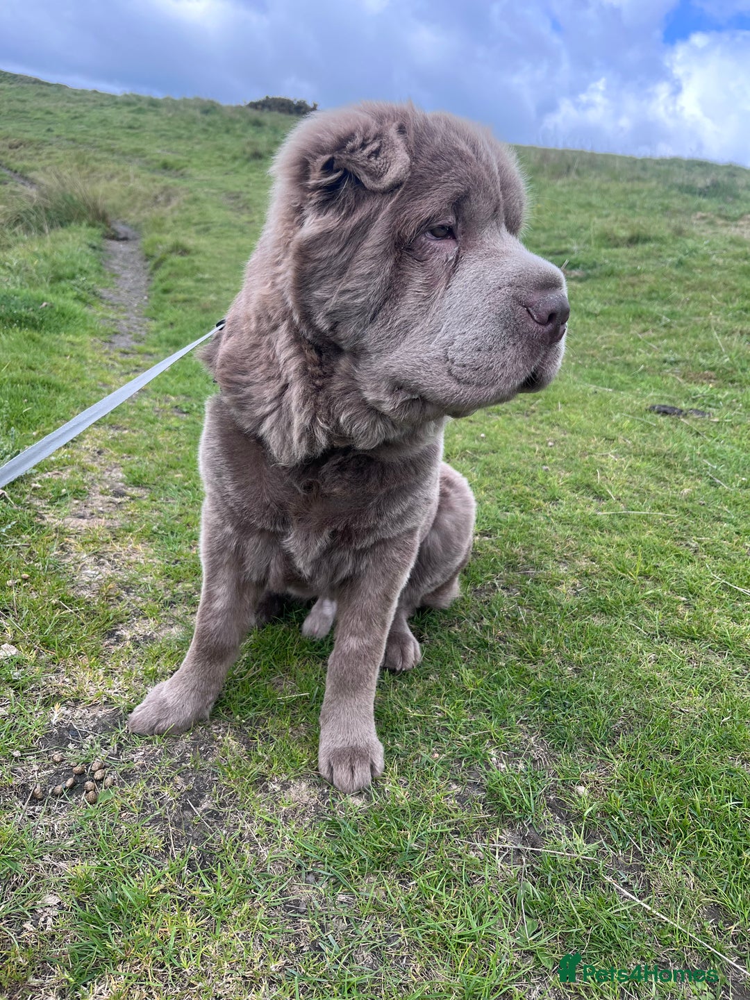 Shar Pei dogs for stud: Yogi for Stud  - Image 3