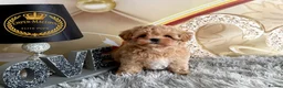 Maltipoo dogs for sale: Last Adorable maltipoo puppy ready now Asian dad - Advert 6
