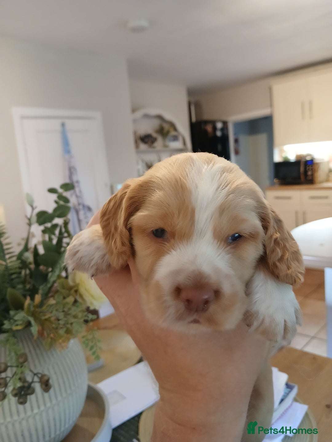 Sprocker dogs for sale: Beautiful cocker x sprocker pups - Image 5