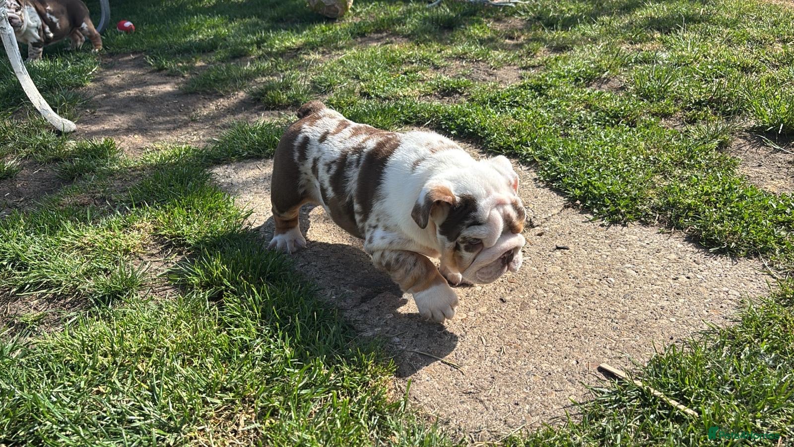 English Bulldog dogs ***READY NOW*** Beautiful bulldog puppies  - Advert 3
