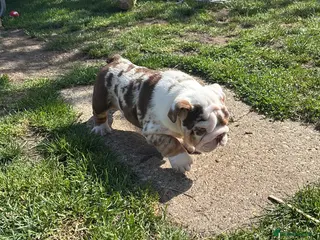 English Bulldog dogs ***READY NOW*** Beautiful bulldog puppies - Advert 3
