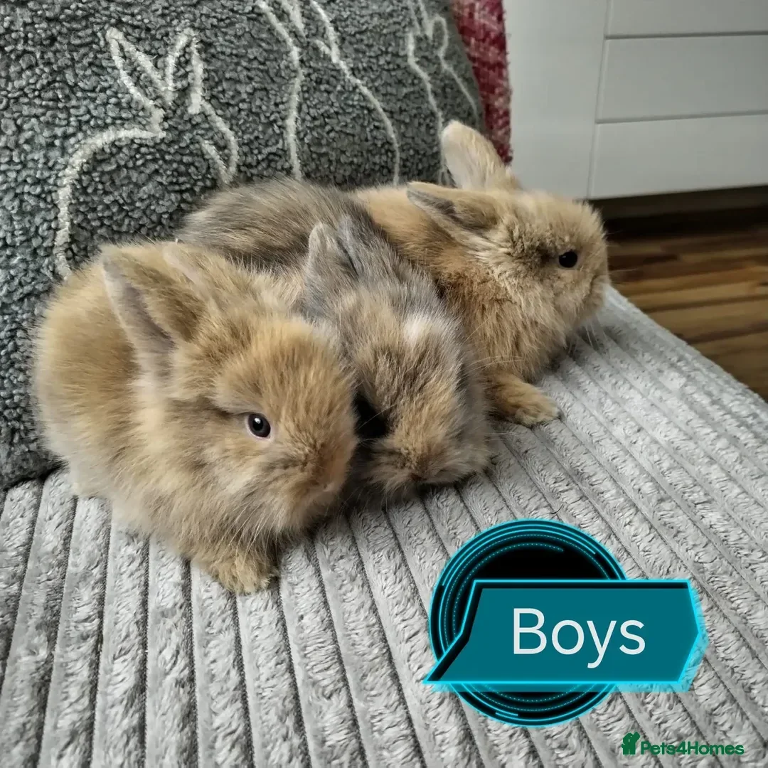 Lionhead rabbits Pure Breed Fluffy Double Mained LionHead Kits - Advert 2