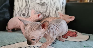 Sphynx cats - Advert 1