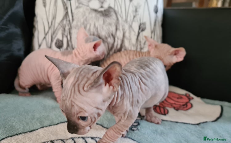 Sphynx cats - Advert 1