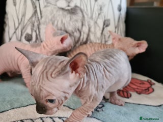 Sphynx cats - Advert 4