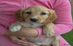 Cockapoo dogs for sale: Cockapoo puppys for sale - Image 14