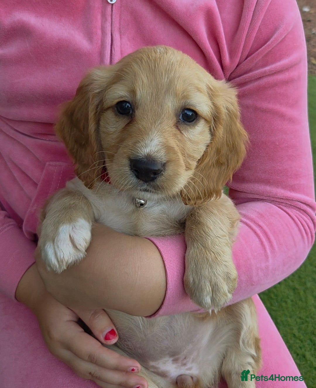 Cockapoo dogs for sale: Cockapoo puppys for sale - Image 14
