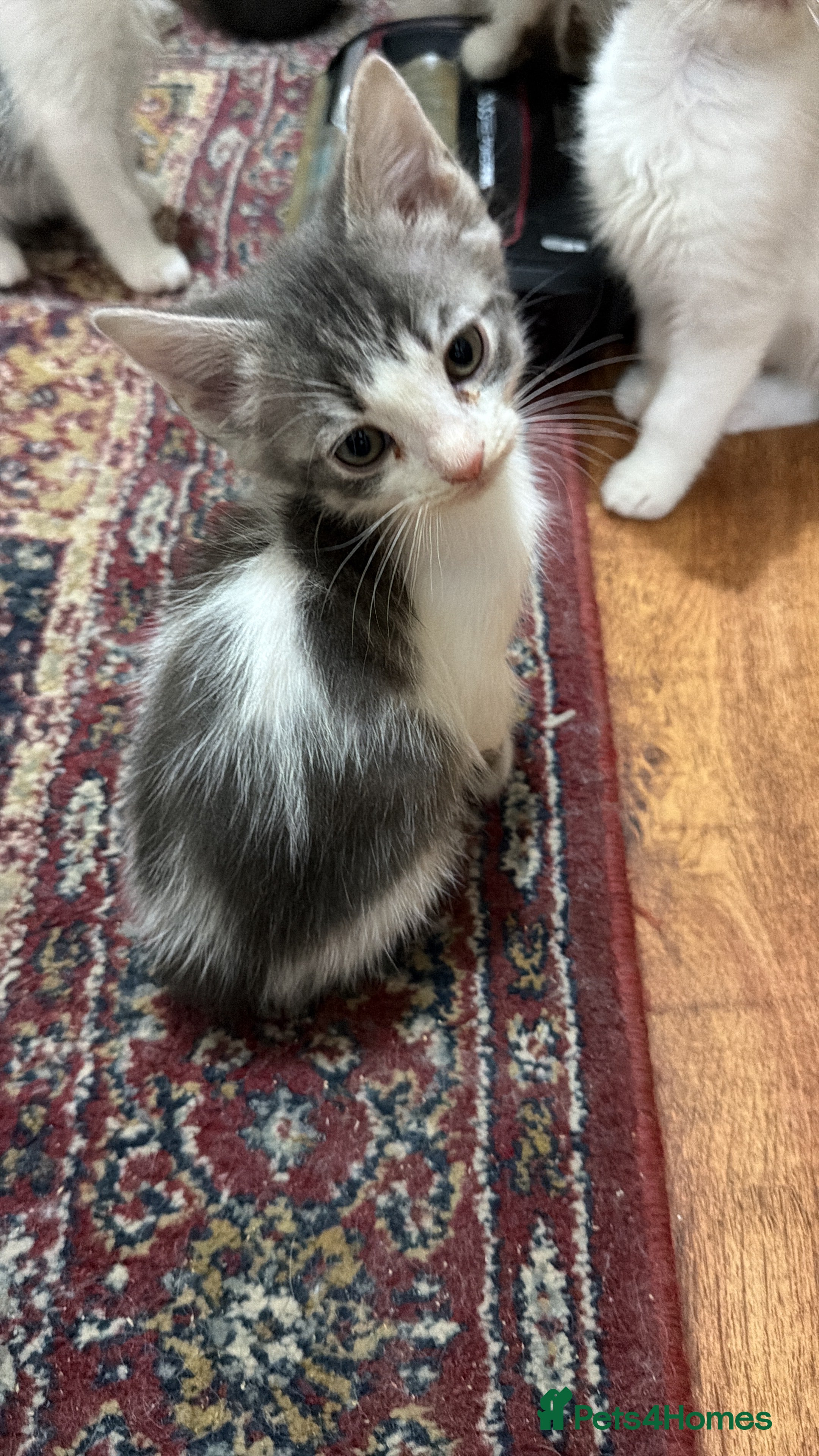 Mixed Breed cats Mixed breed kittens - Advert 2