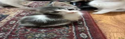 Mixed Breed cats for sale: Mixed breed kittens - Advert 2