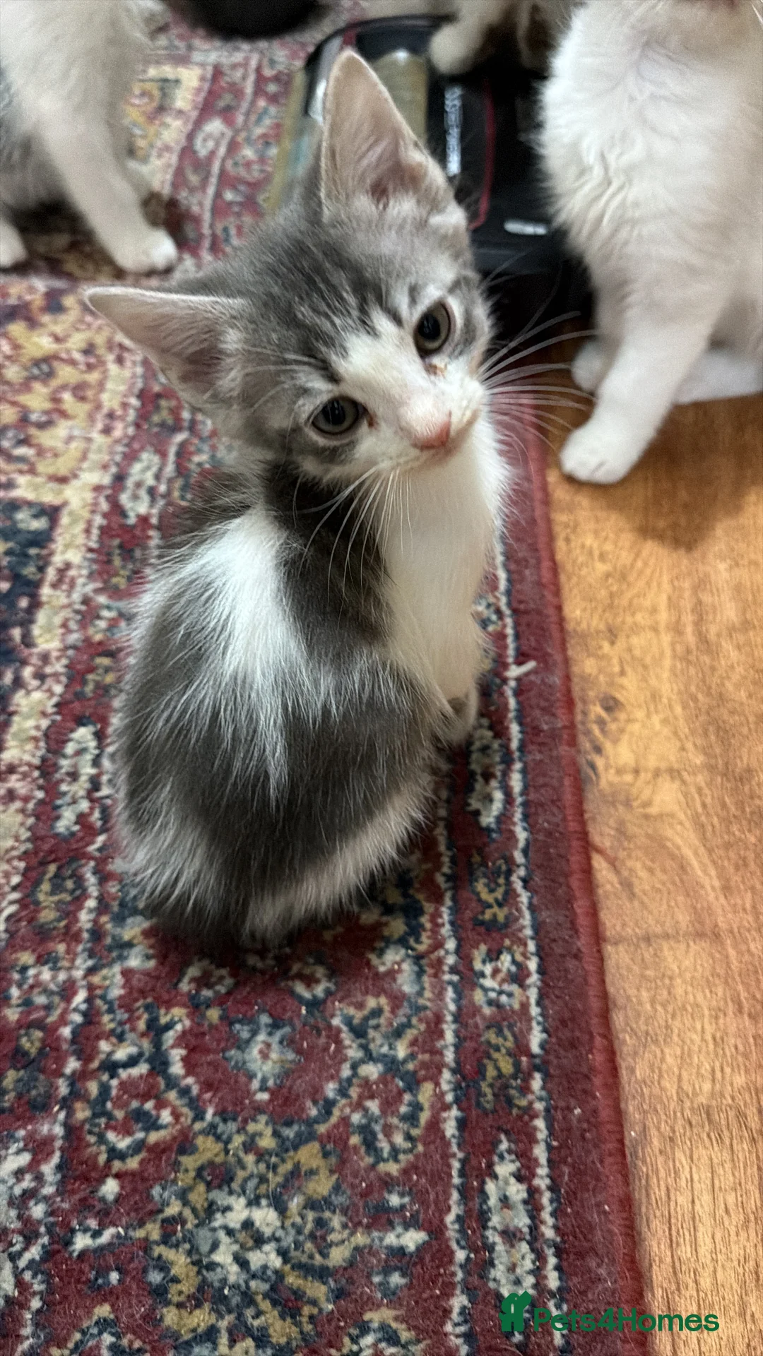 Mixed Breed cats for sale: Mixed breed kittens - Advert 2