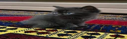 British Shorthair cats for sale: Very friendly and caring cat needs to be rehomed  - Advert 4
