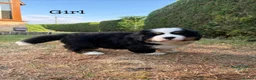 Bernese Mountain Dog dogs for sale: BEAUTIFUL BERNESE MOUNTAIN DOG PUPPIES-4 BOYS !!! - Advert 5