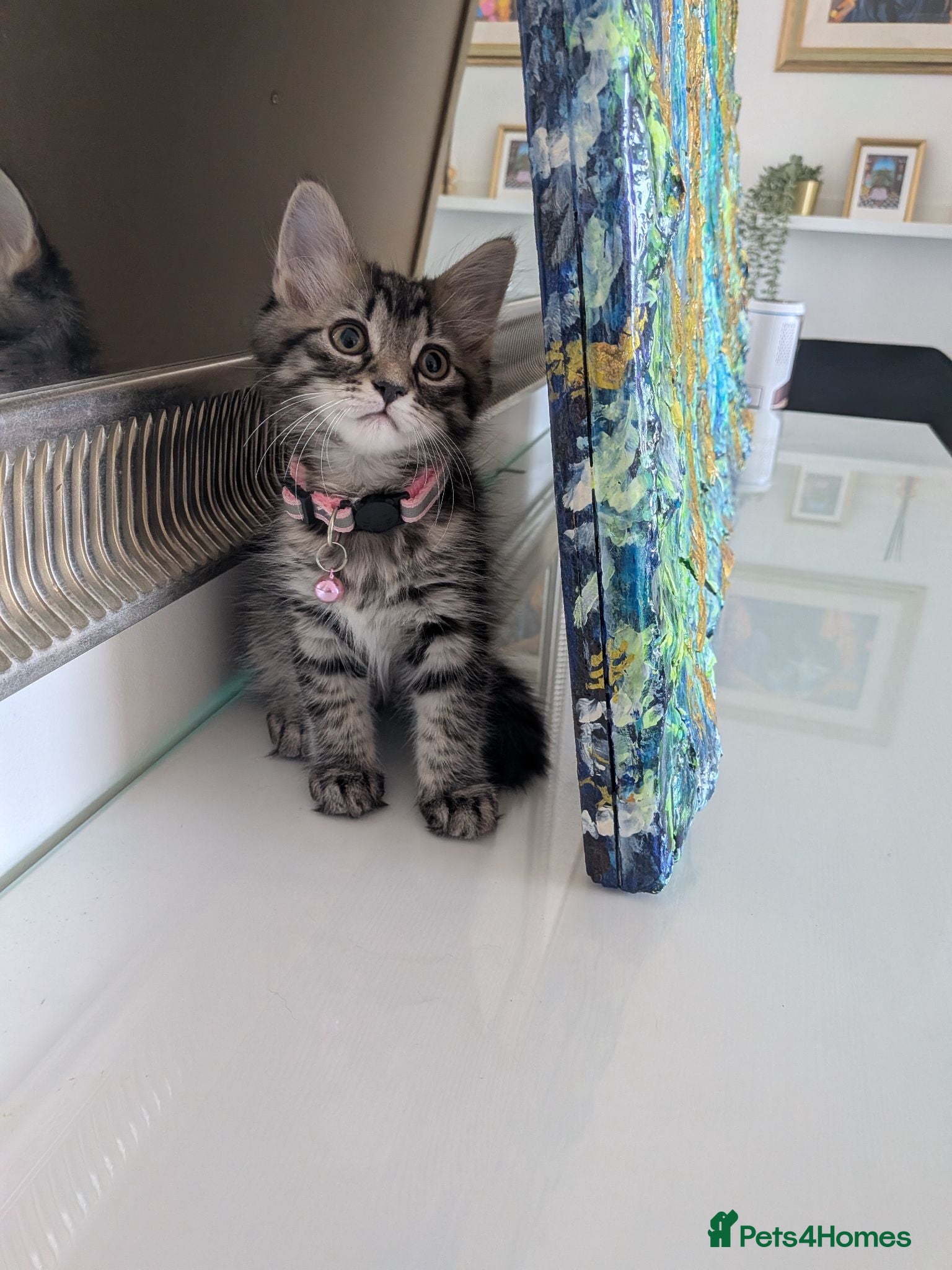 Mixed Breed cats Adorable kittens in London(SE18)😻😍😻 - Advert 2