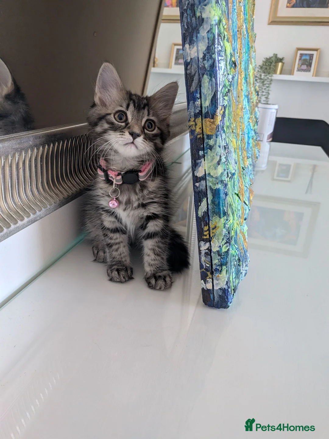 Mixed Breed cats for sale: Adorable kittens in London(SE18)😻😍😻 - Advert 2