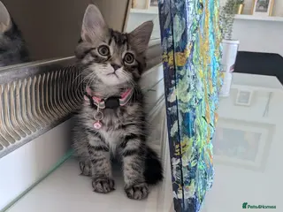 Mixed Breed cats Adorable kittens in London(SE18)😻😍😻 - Advert 2