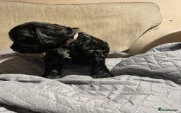 Cockapoo dogs for sale: F1 Cockerpoo pups. KC parents & health tests - Image 11