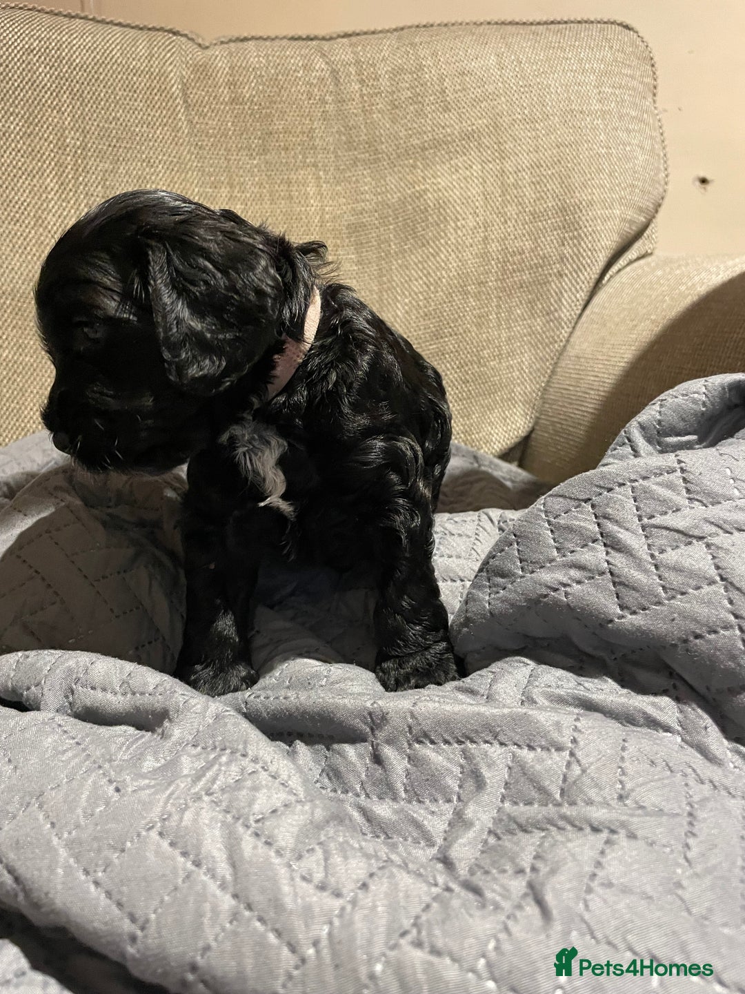 Cockapoo dogs for sale: F1 Cockerpoo pups. KC parents & health tests - Image 11