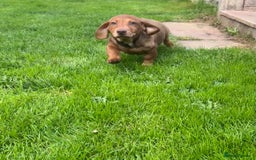 Miniature Dachshund dogs for sale: Miniature Dachshund Boys and Girls - Image 9