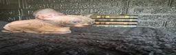 Sphynx cats for sale: Sphynx kittens TICA registered  - Advert 9