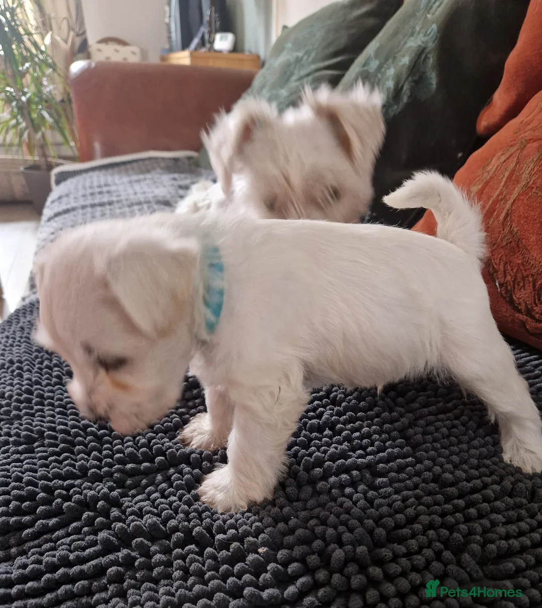 Miniature Schnauzer dogs for sale:  Pedigree Silver white minature schnauzer  - Advert 3