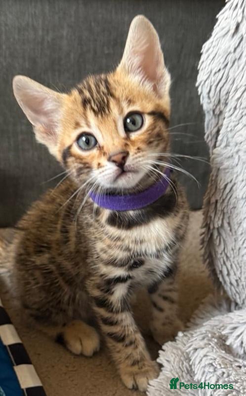 Bengal cats Stunning Bengal Kittens. TICA Registered. - Advert 2