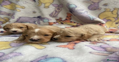 Cavapoo dogs - Advert 4