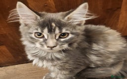 Maine Coon cats for sale: Maine coon purebred pedigre xl in Barnsley - Image 3