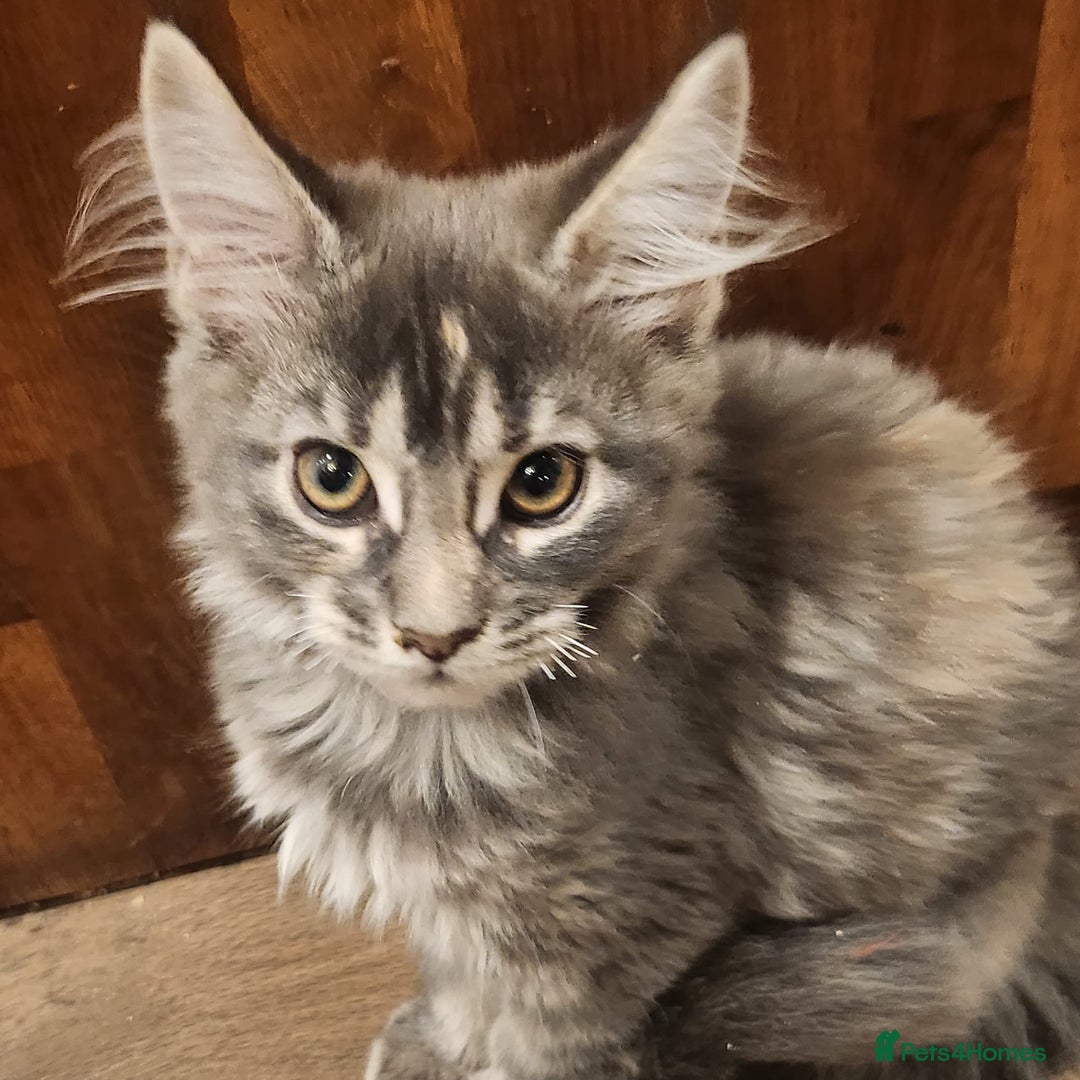 Maine Coon cats for sale: Maine coon purebred pedigre xl in Barnsley - Image 3