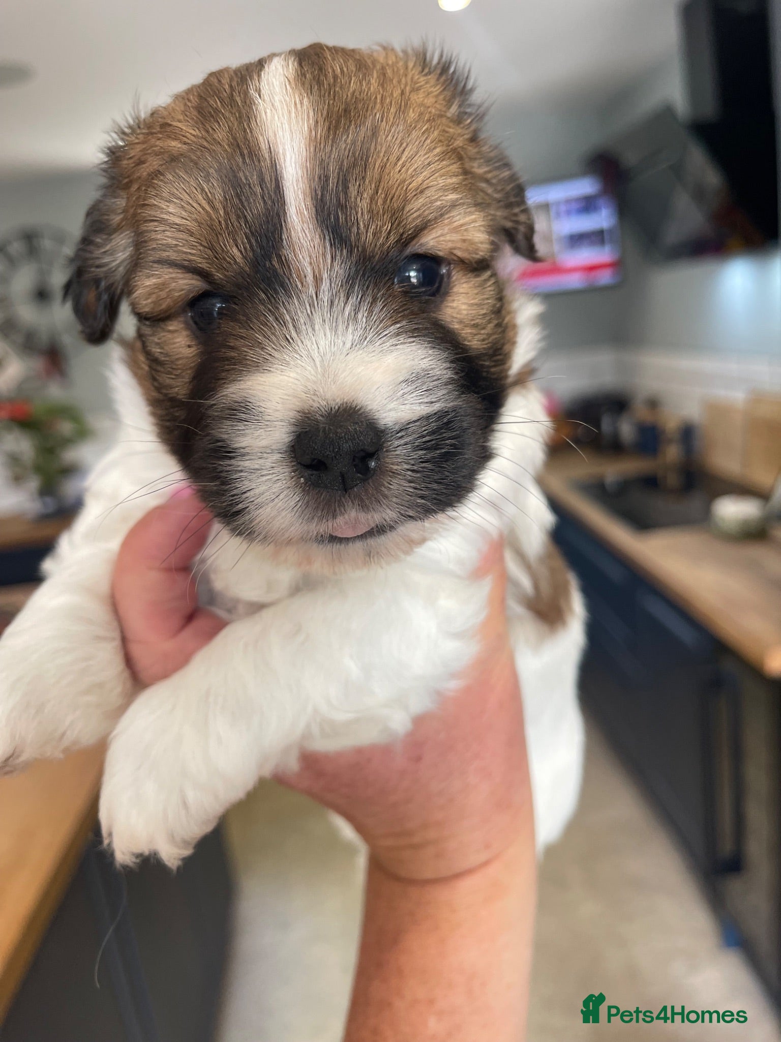 Jack Russell dogs Jack Russell rough coated for sale  - Advert 2