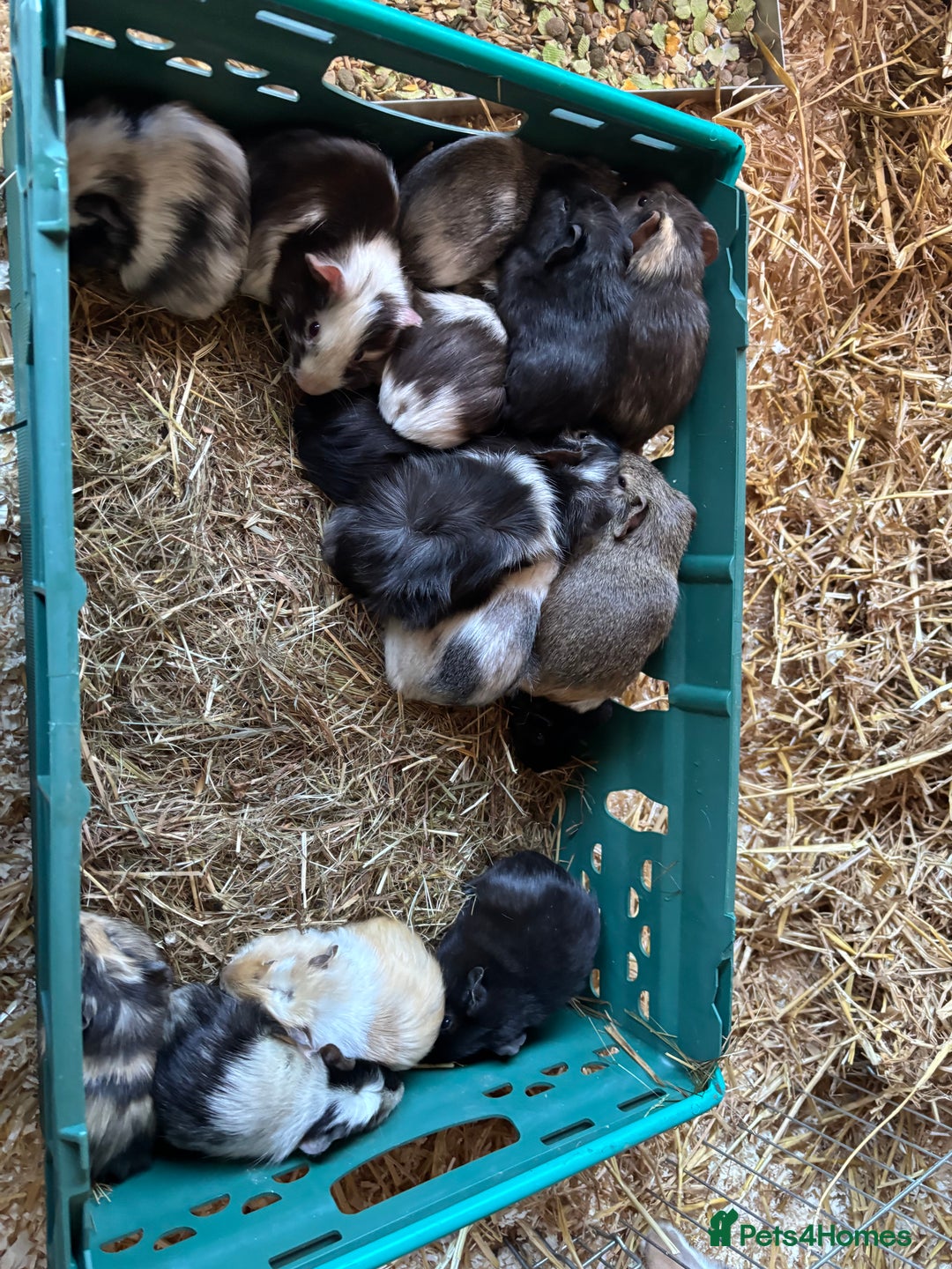 Guinea Pig rodents for sale: 20 lovely guinea pigs for sale  - Advert 35