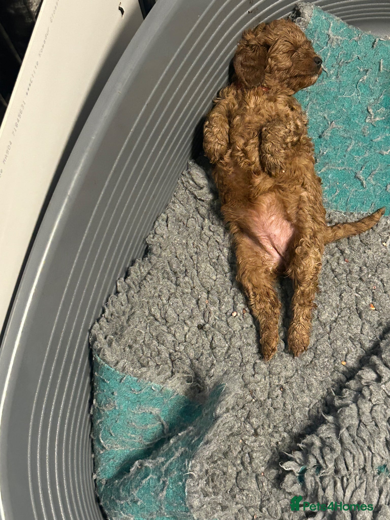 Cavapoo dogs F1b red Cavapoos 4 boys 4 girls  - Advert 2