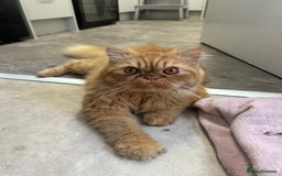 Persian cats for sale: Ginger male  - Advert 1