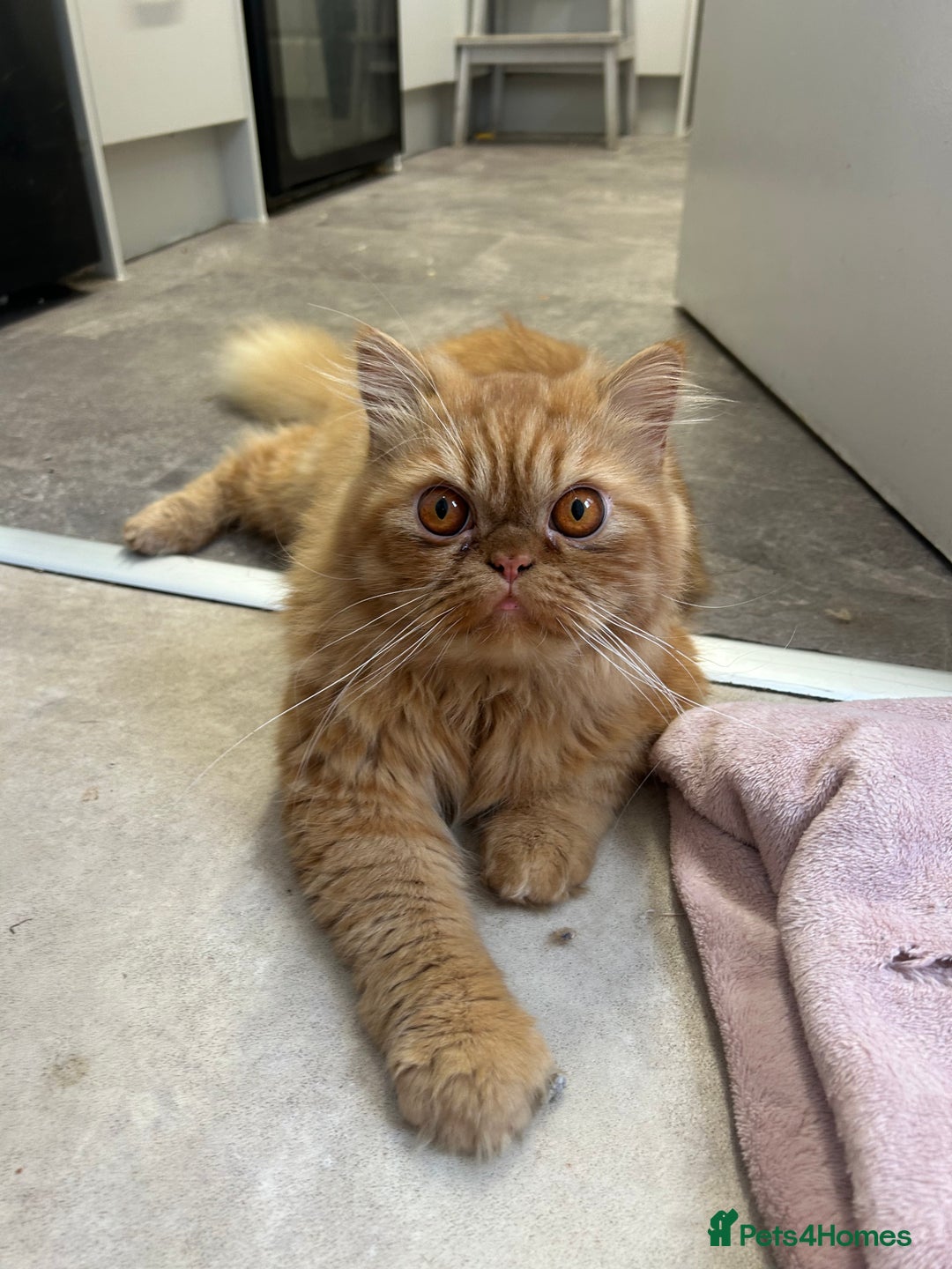 Persian cats for sale: Ginger male  - Advert 1