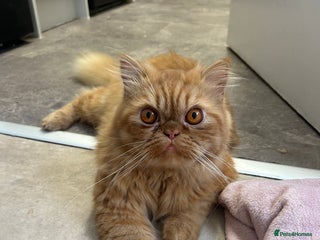 Persian cats for sale: Ginger male - Advert 1