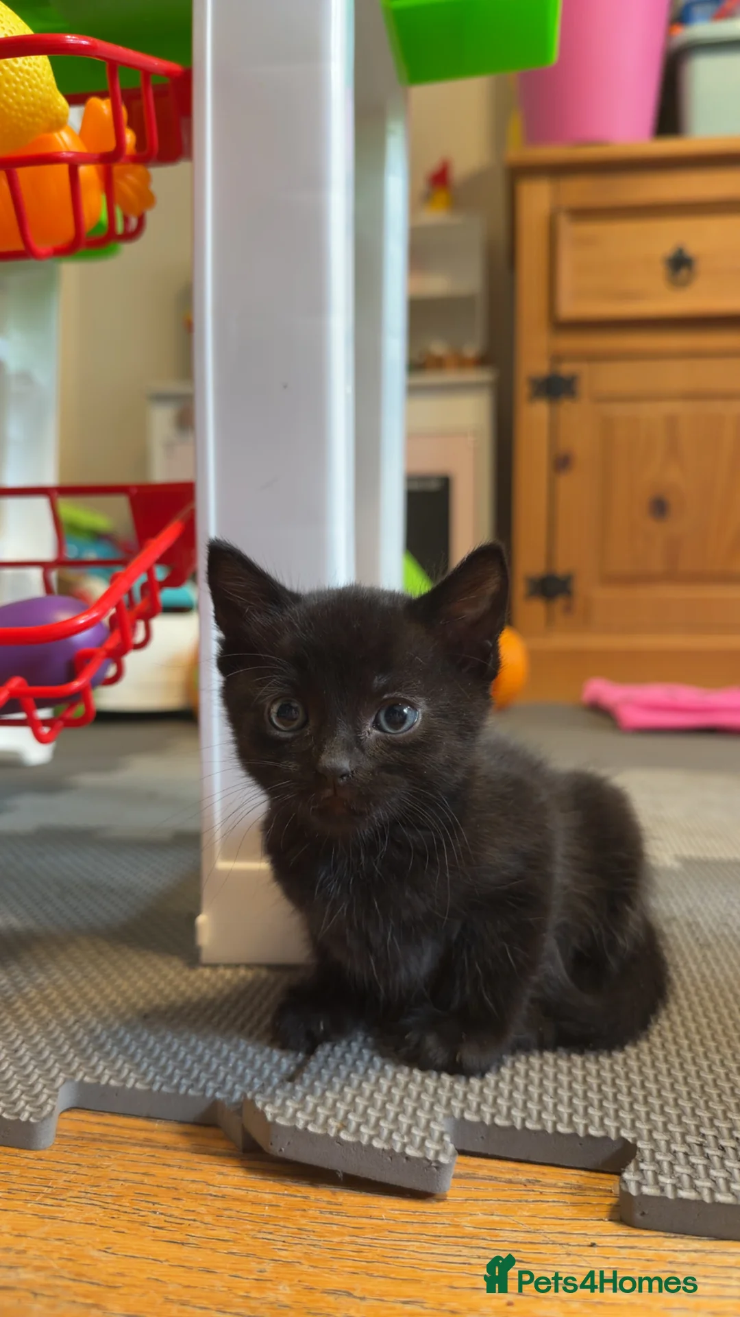 Domestic Shorthair cats for sale: 3 beautiful kittens  - Advert 2