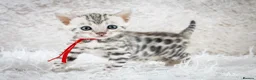 Bengal cats for sale: Stunning Silver Snow ❄️ Bengal Kittens  - Advert 28