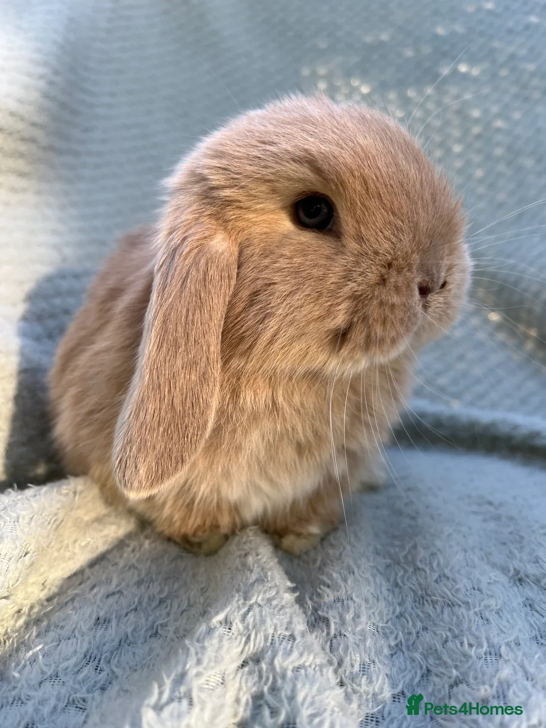 Mini Lop rabbits for sale: Mini lop kits  - Advert 2
